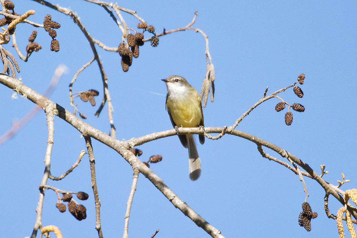 White-throated Tyrannulet - ML475104411