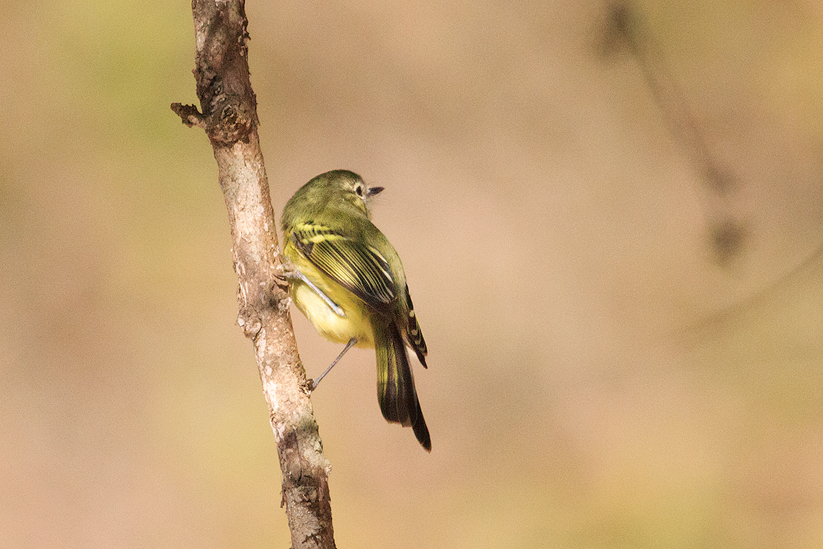 Mottle-cheeked Tyrannulet - ML475104461