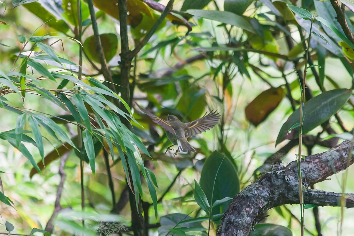 Buff-barred Warbler - ML475104471