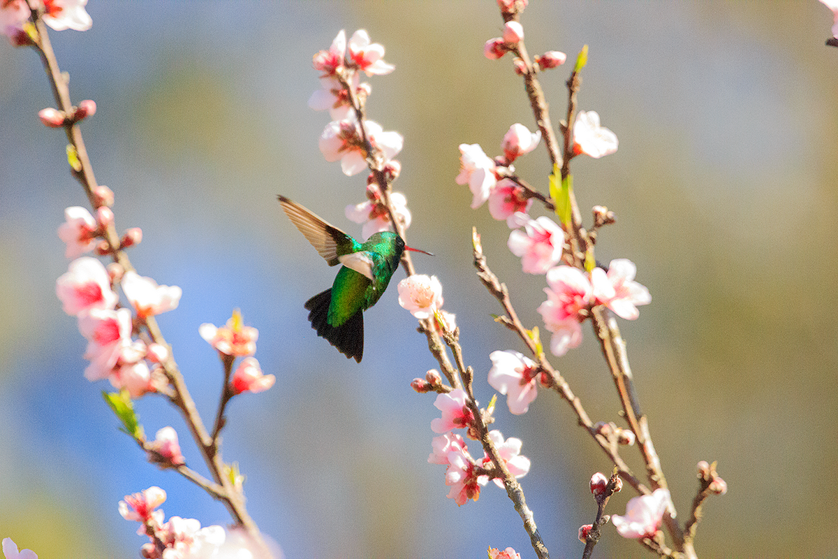 Glittering-bellied Emerald - ML475104731