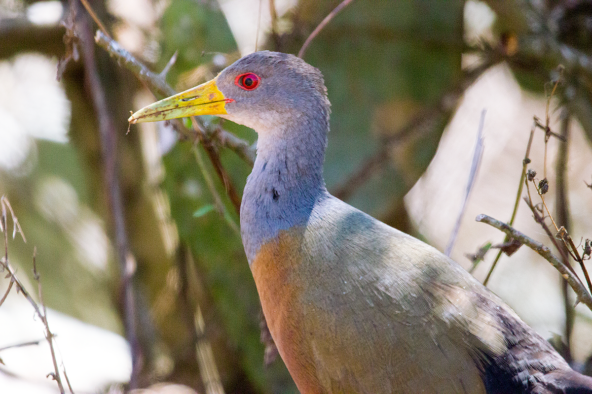 Gray-cowled Wood-Rail - ML475104761