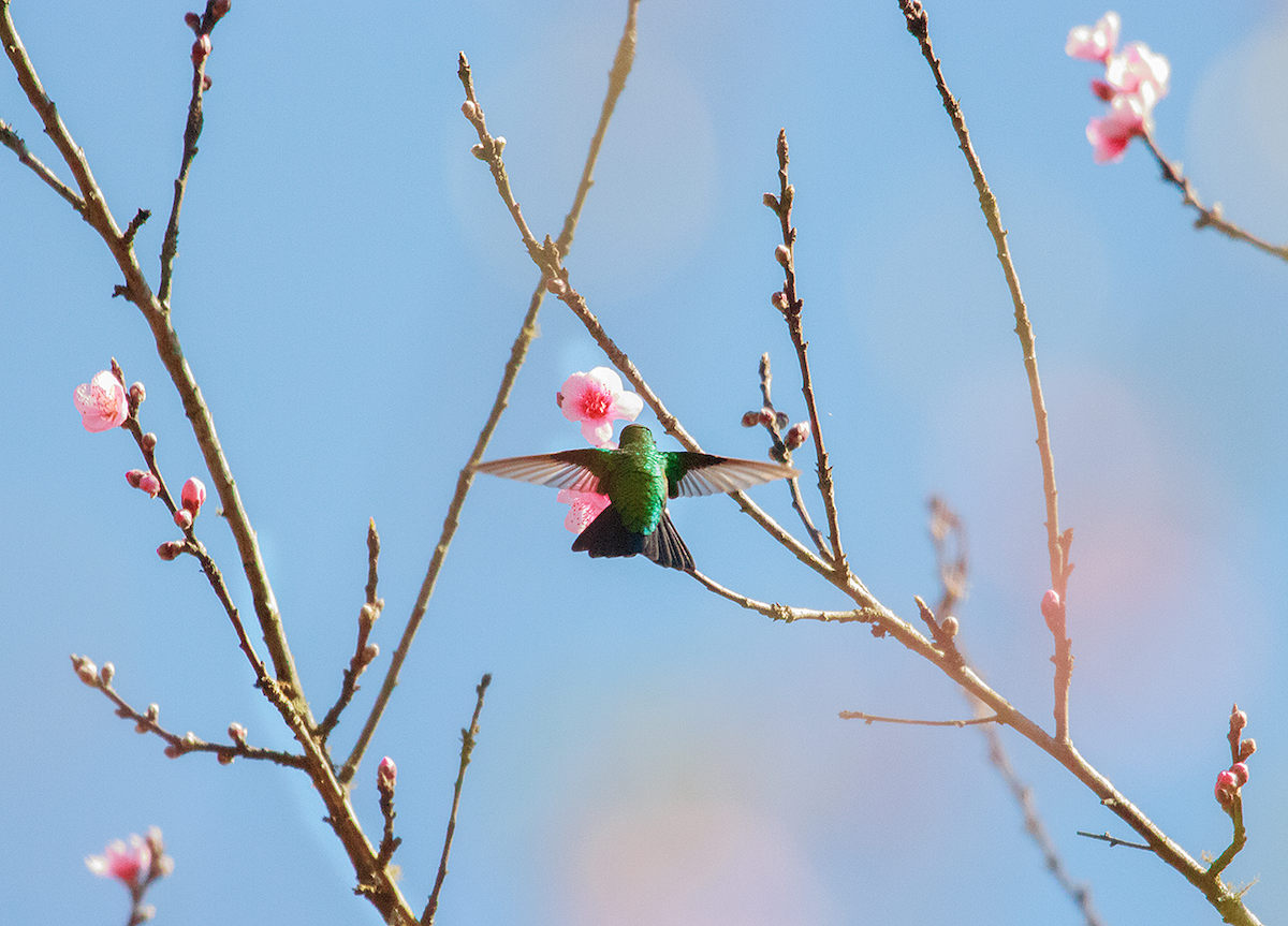 Glittering-bellied Emerald - ML475104811