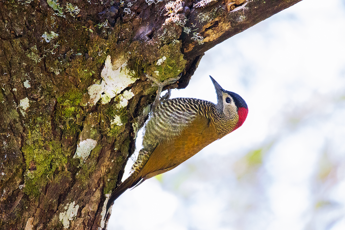 Golden-olive Woodpecker - Verónica  Tejerina