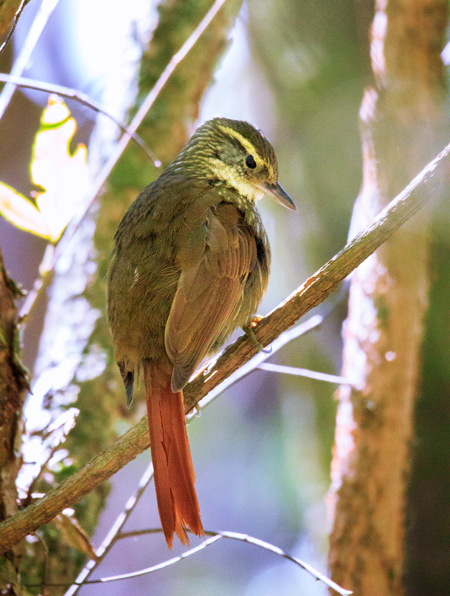 Buff-browed Foliage-gleaner - Verónica  Tejerina