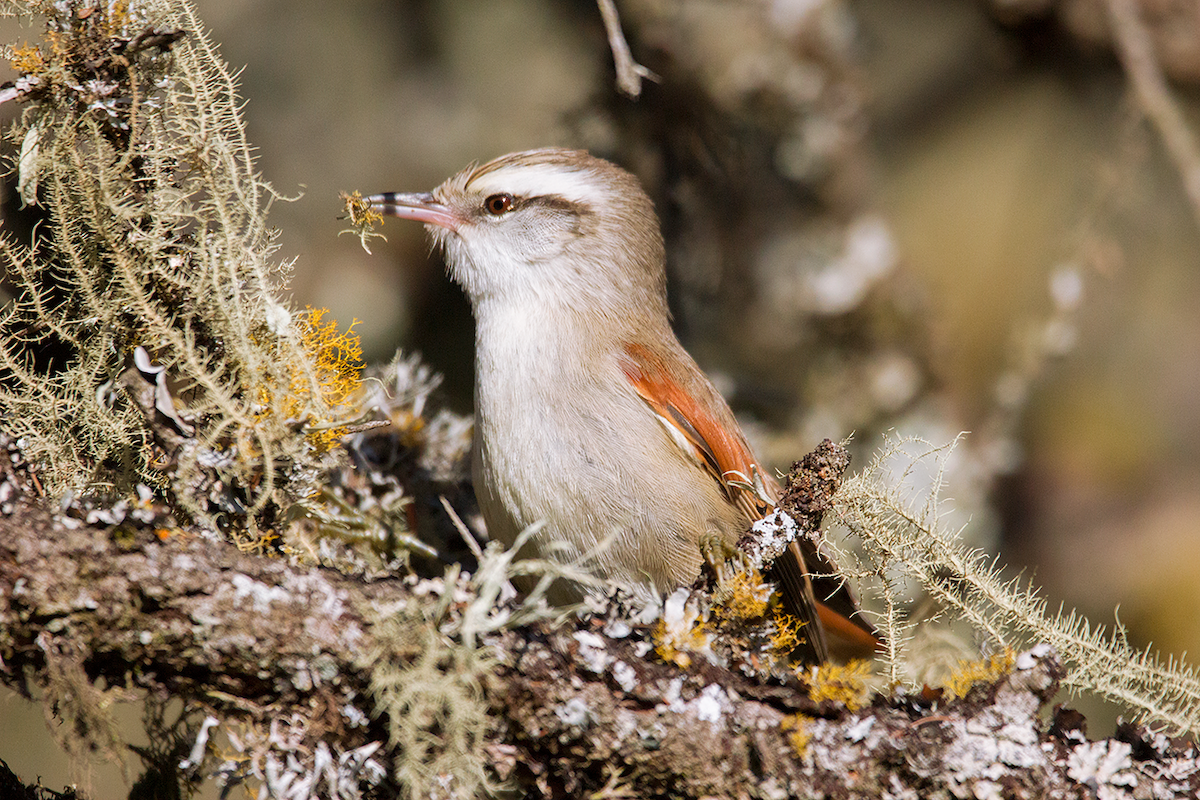 Stripe-crowned Spinetail - ML475105041