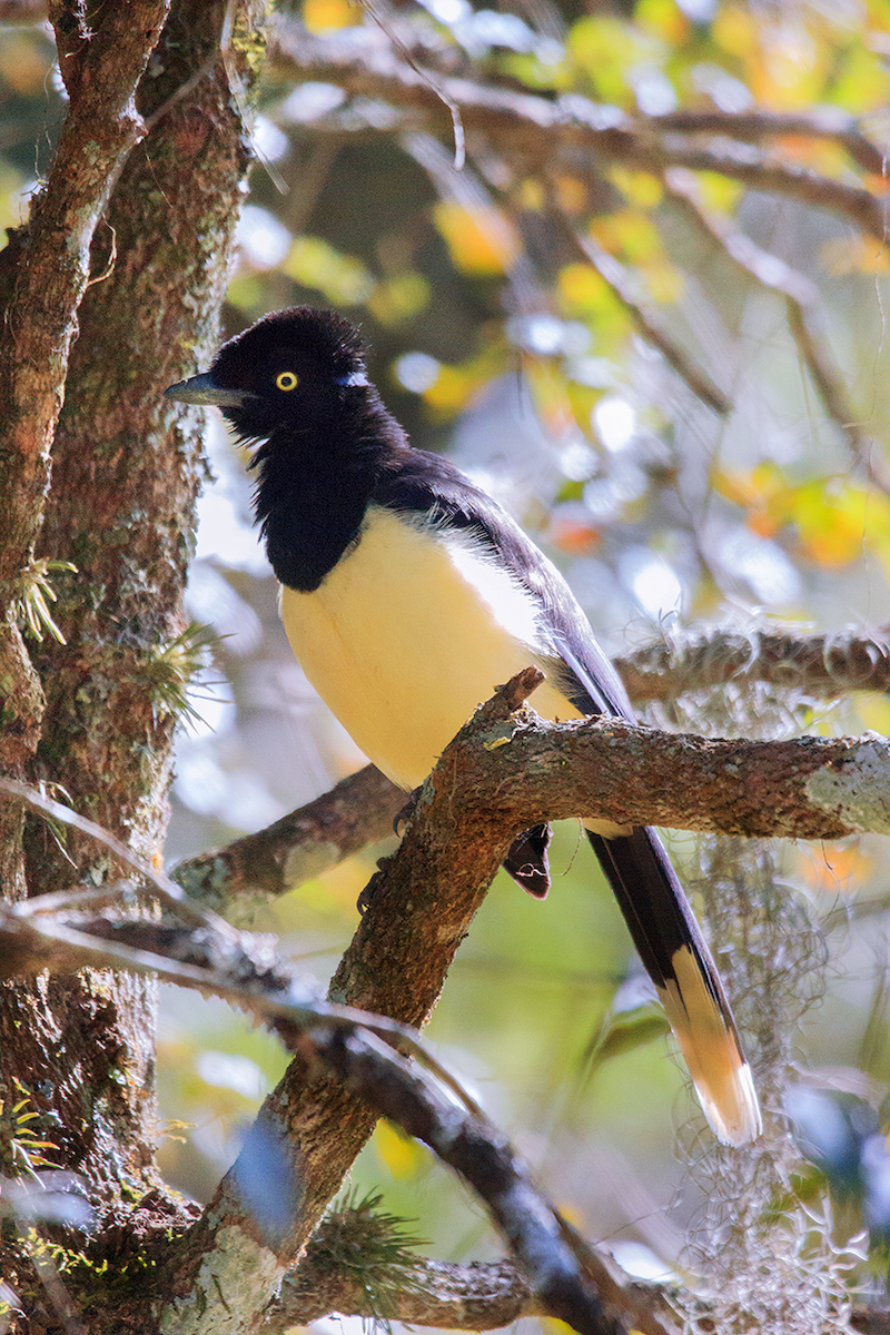 Plush-crested Jay - ML475105051