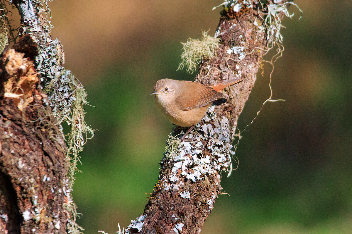 House Wren - ML475105081