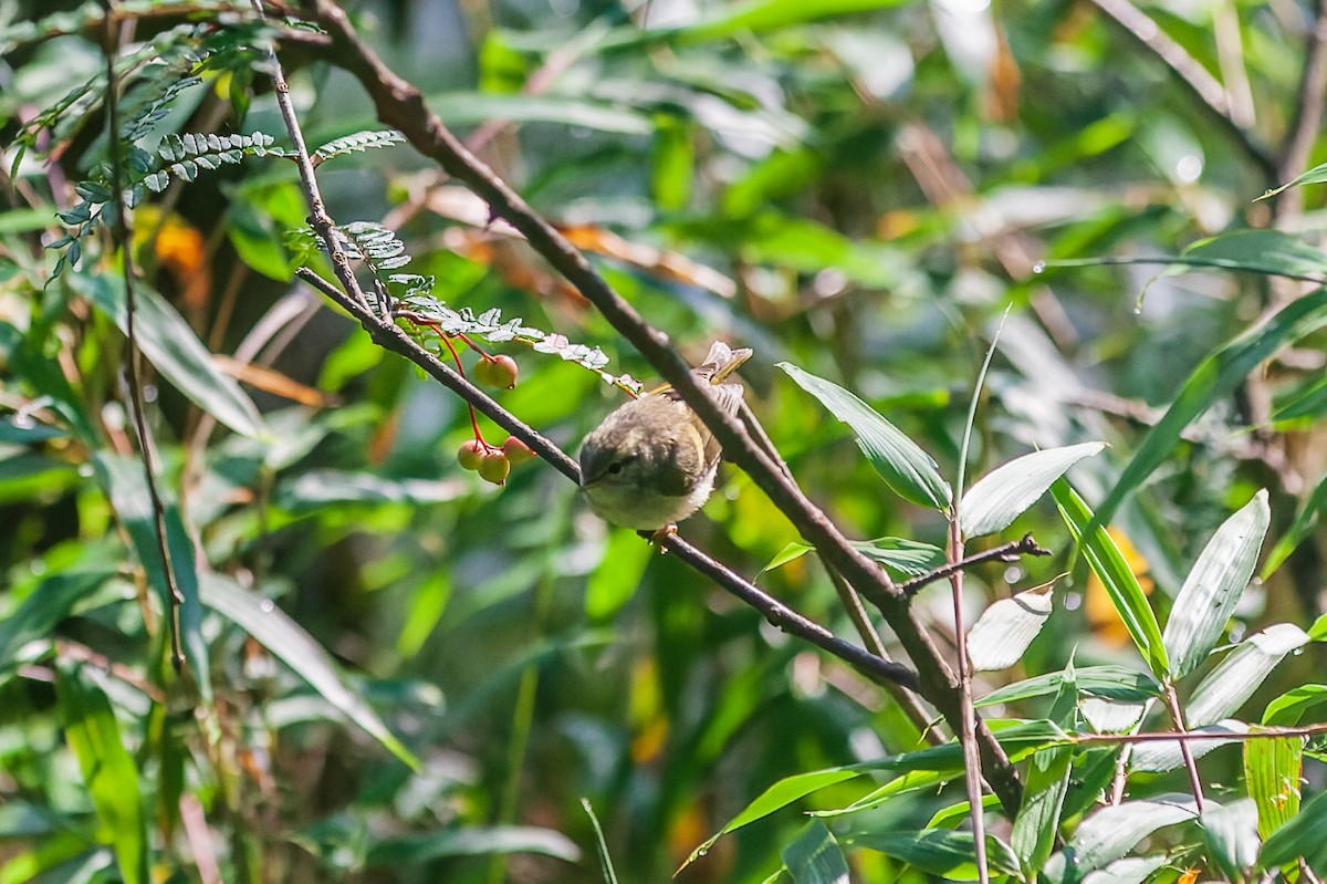 Phylloscopus sp. - Willy Pizza