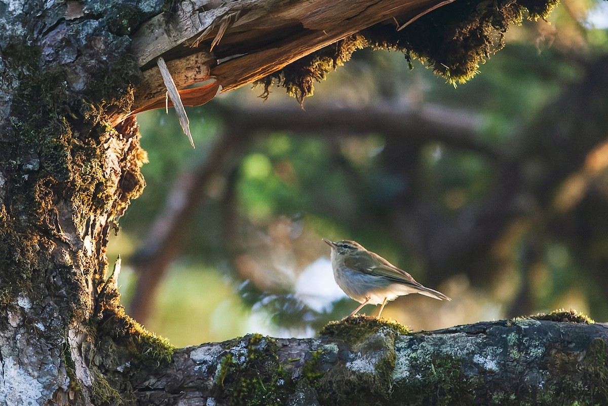 Phylloscopus sp. - ML475105131