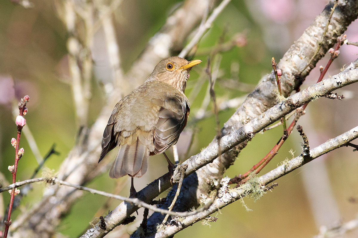 Rufous-bellied Thrush - ML475105141