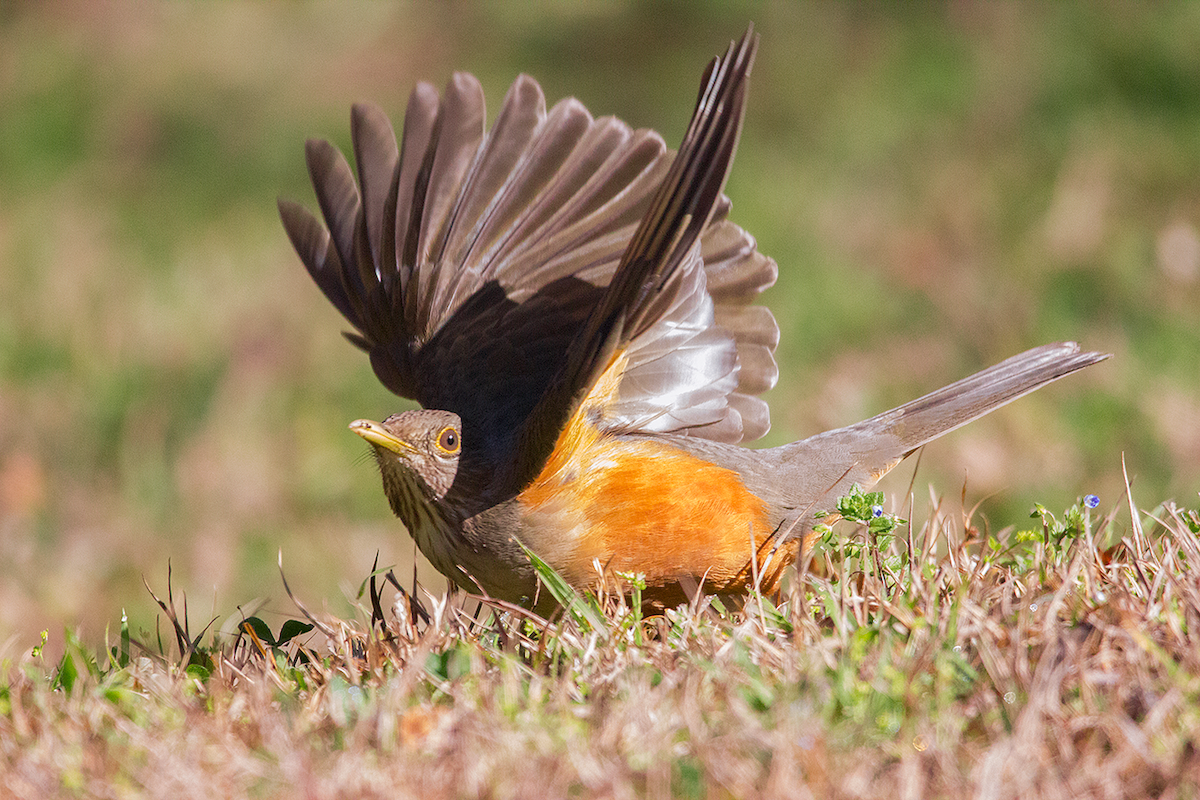 Rufous-bellied Thrush - ML475105171