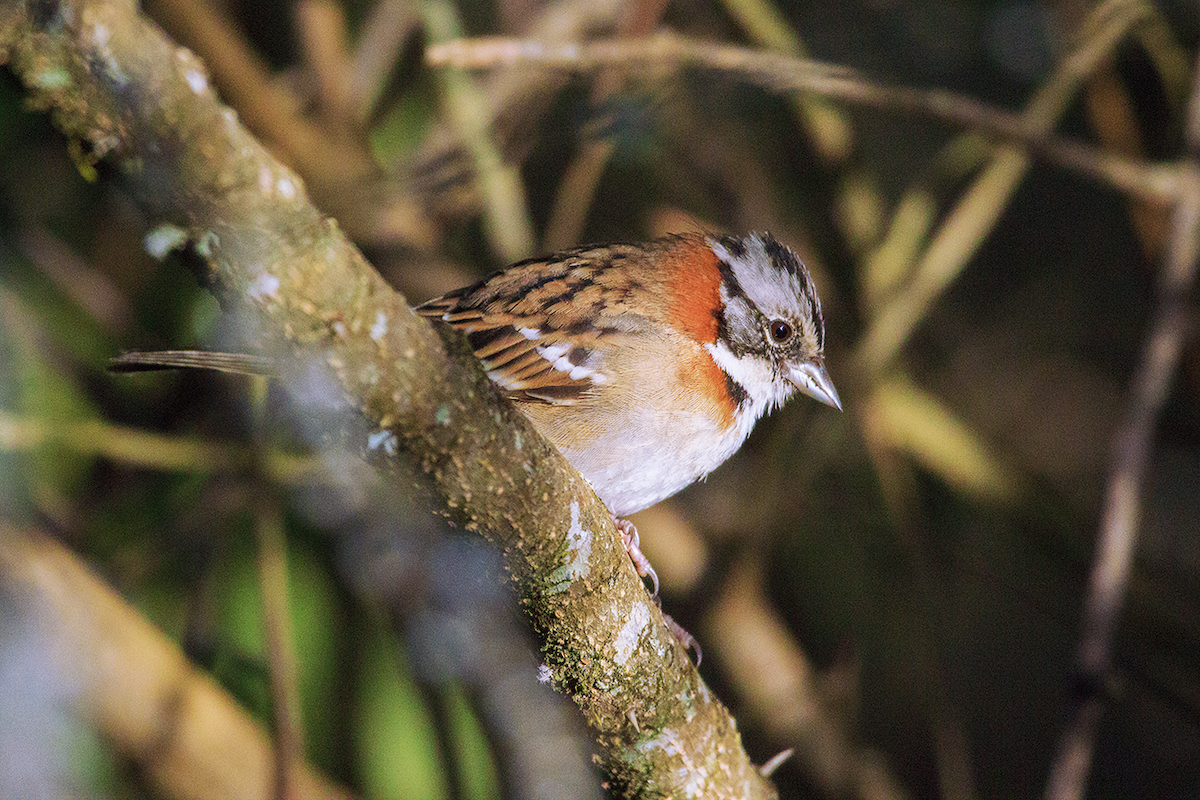 Rufous-collared Sparrow - ML475105261