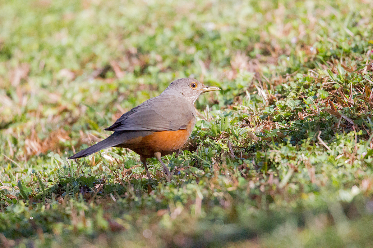 Rufous-bellied Thrush - ML475105271