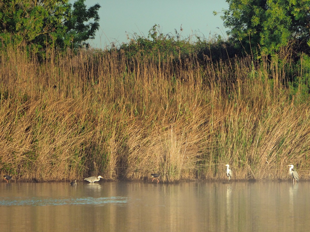 Western Swamphen - ML475105371