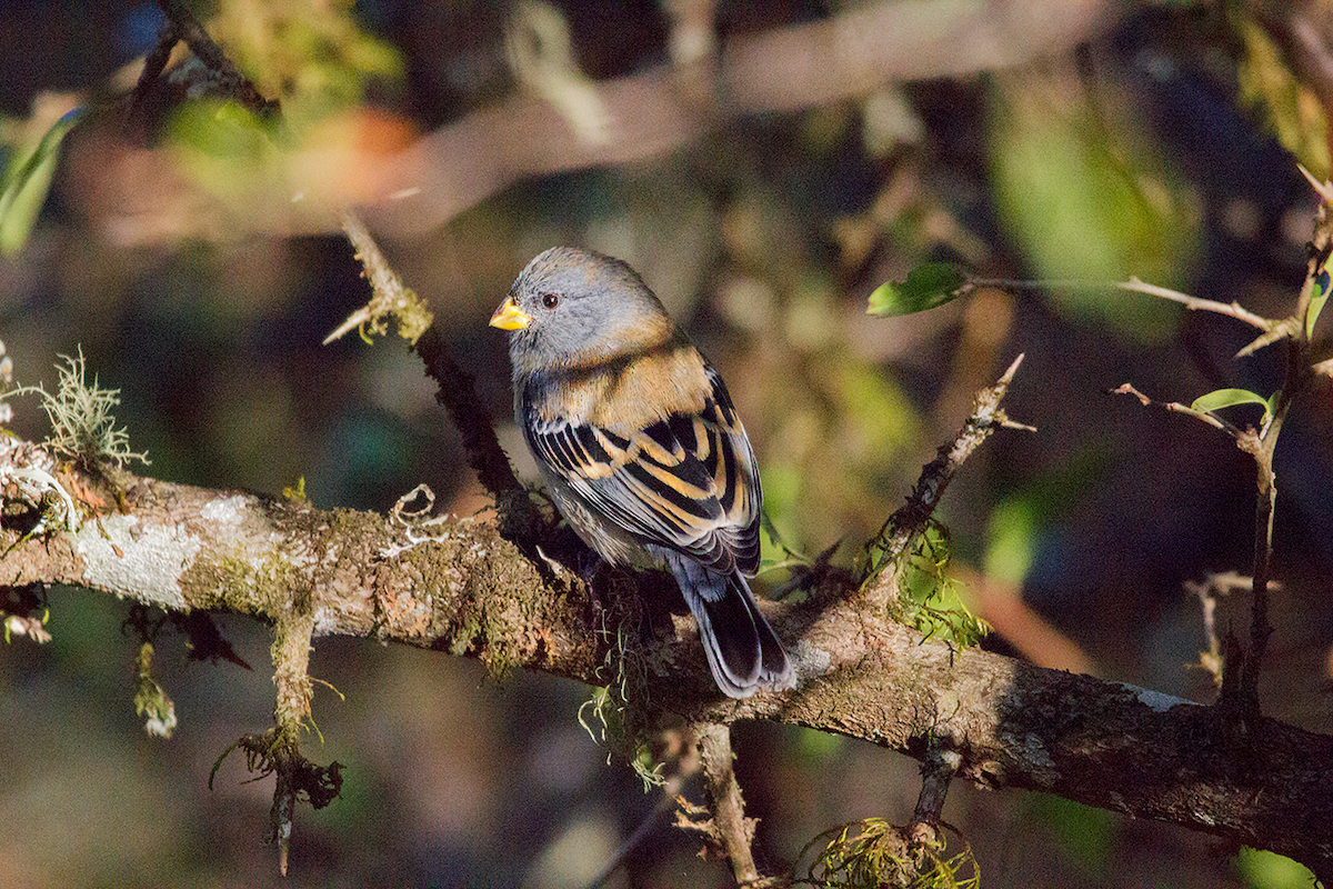 Band-tailed Seedeater - ML475105391