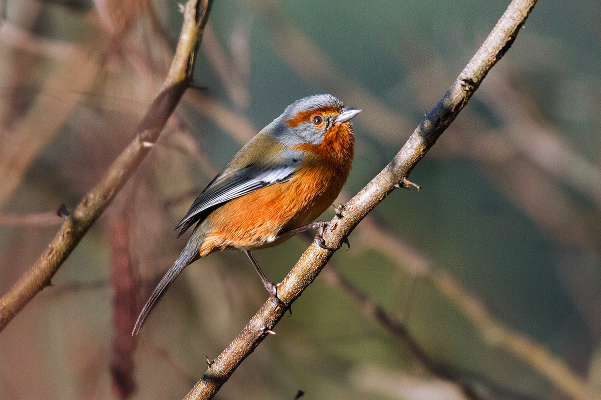 Rusty-browed Warbling Finch - ML475105401