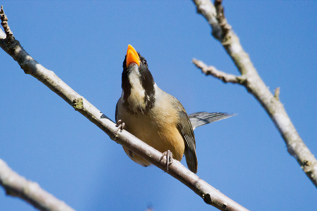 Golden-billed Saltator - ML475105501