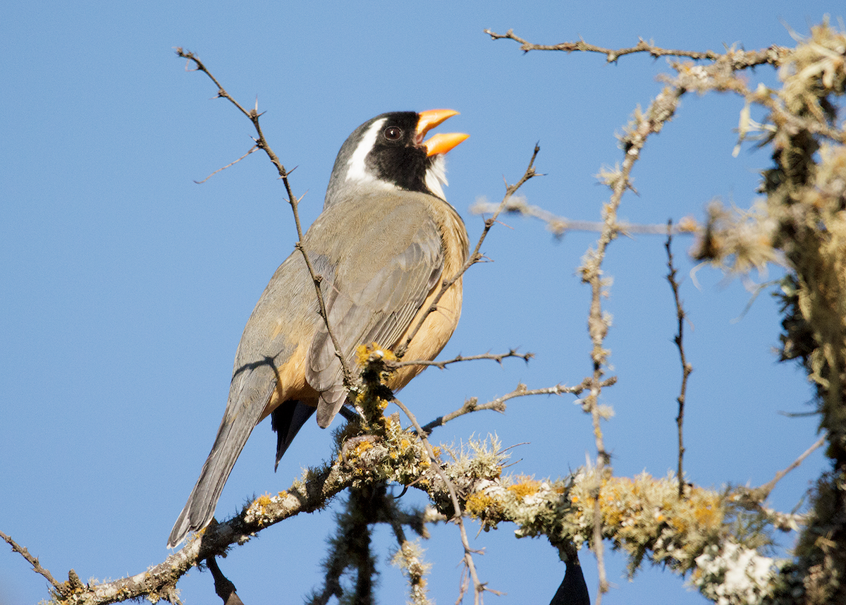 Golden-billed Saltator - ML475105511