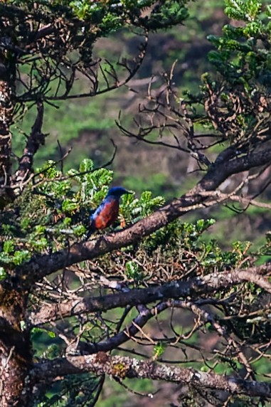 Chestnut-bellied Rock-Thrush - ML475105621