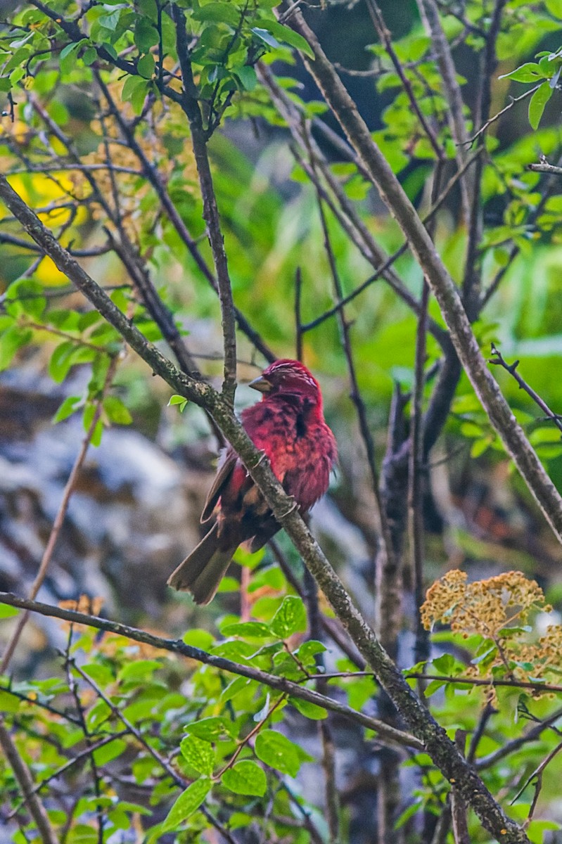 Vinaceous Rosefinch - ML475105661