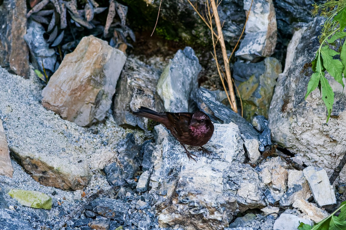 Dark-rumped Rosefinch - ML475105861