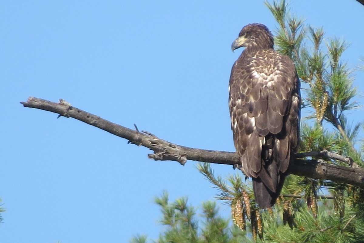 Weißkopf-Seeadler - ML475105901