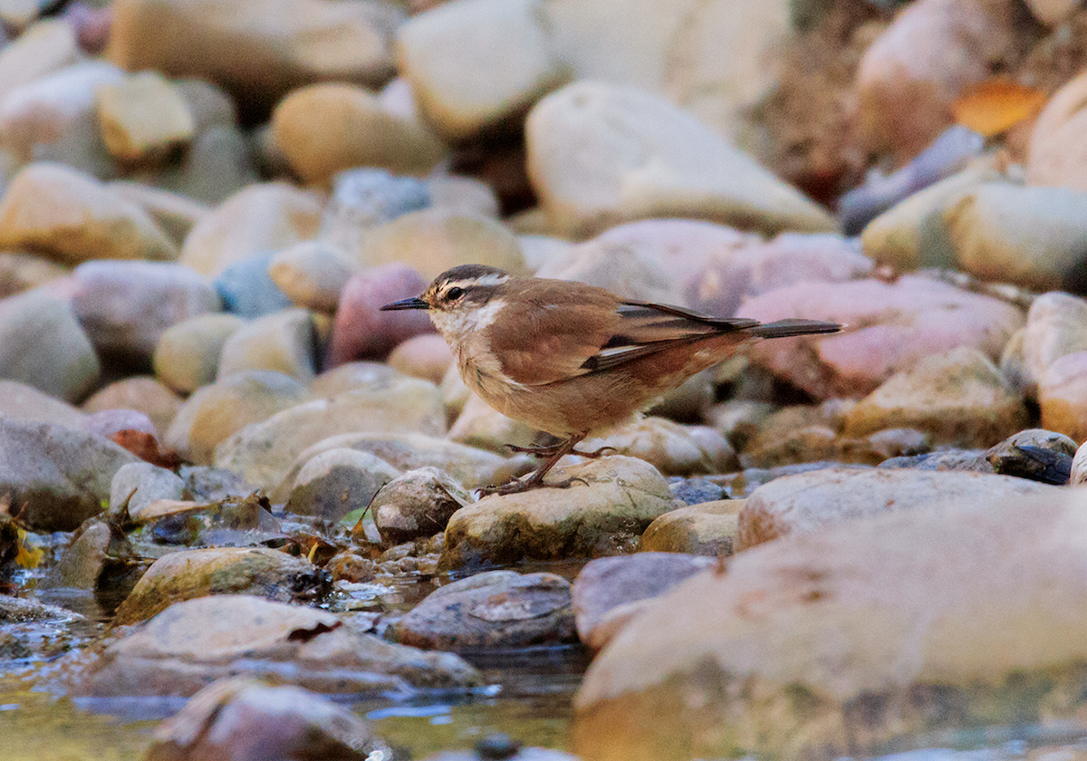 Cream-winged Cinclodes - ML475106161