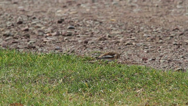 Snow Bunting - ML475107