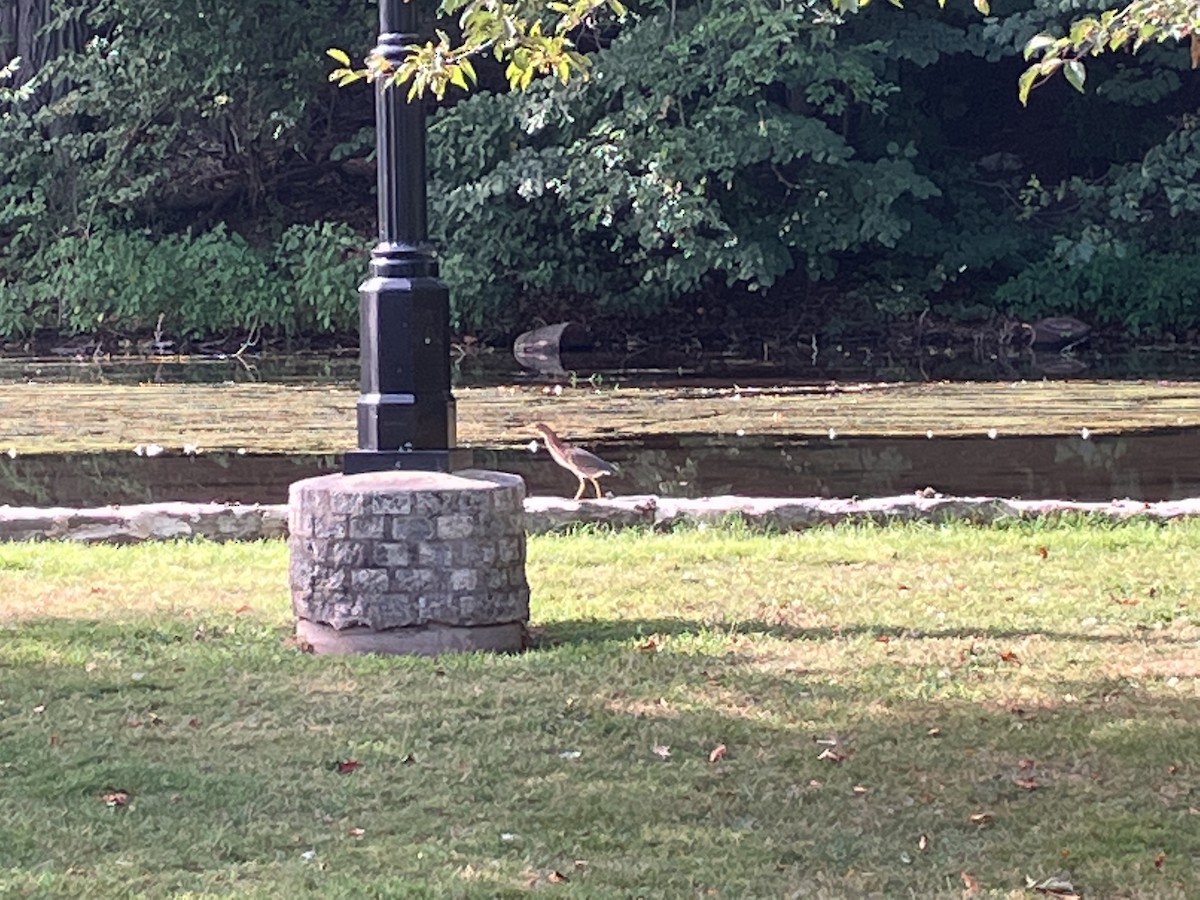 Green Heron - ML475108721