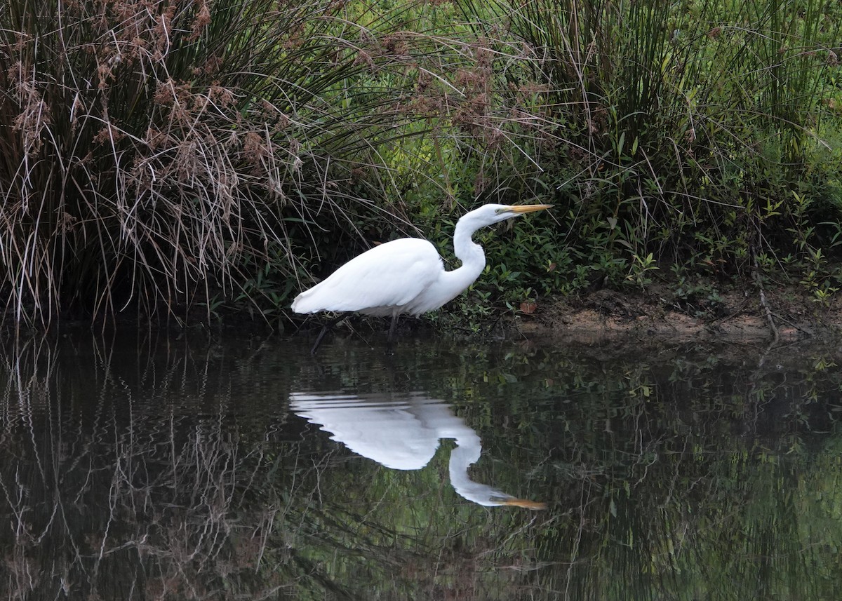 Great Egret - ML475109471