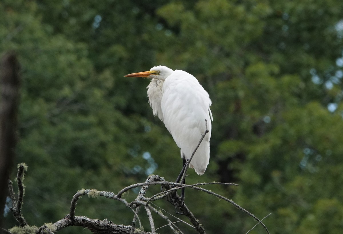 Great Egret - ML475109481