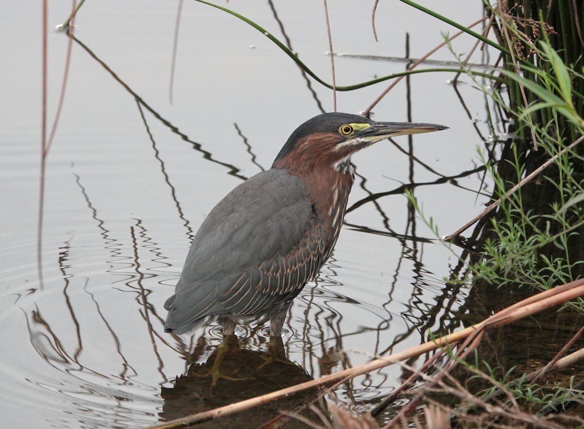 Green Heron - ML475109561