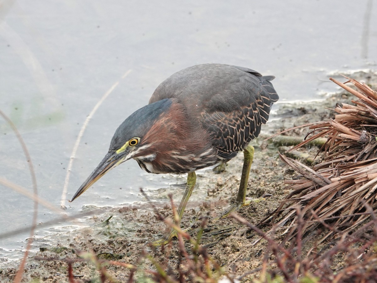 Green Heron - ML475109651