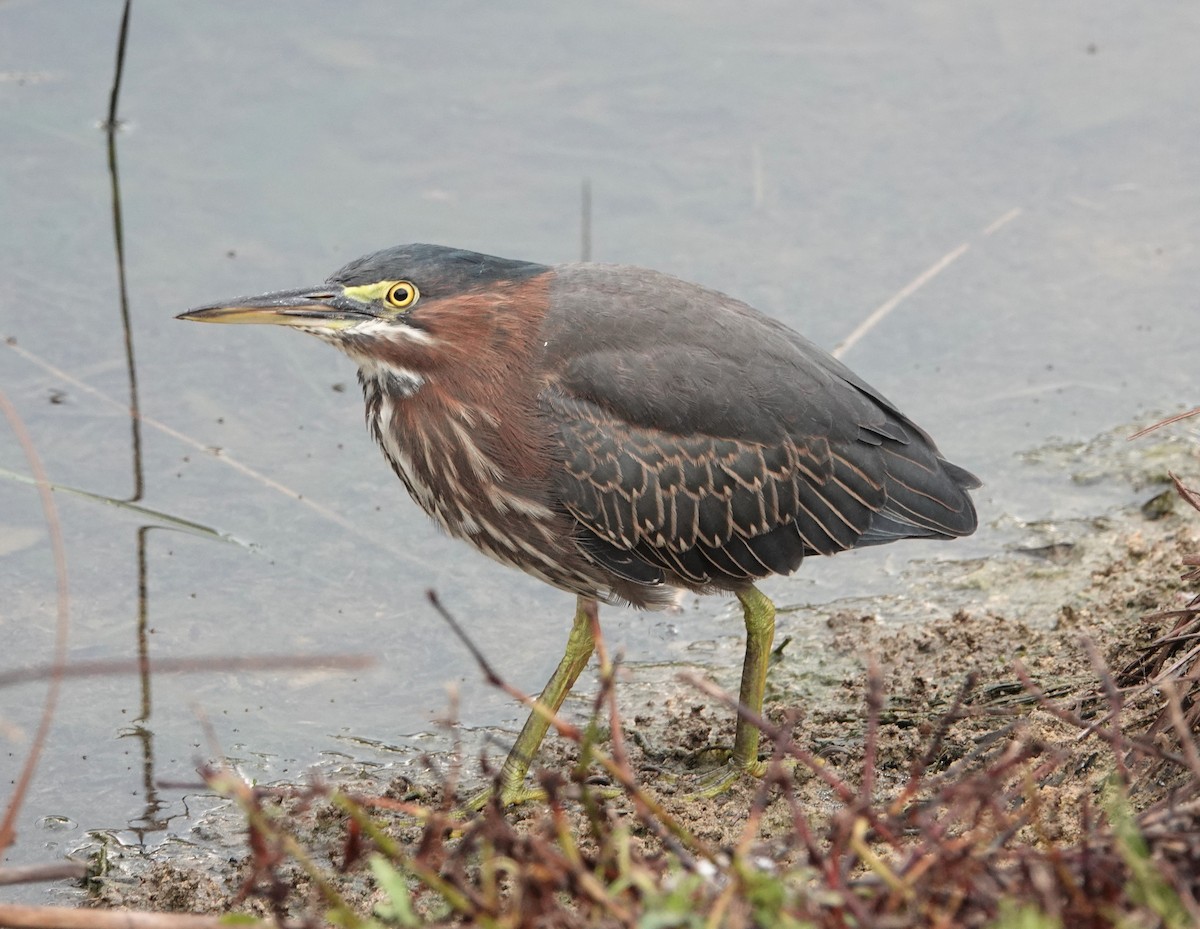 Green Heron - ML475109741