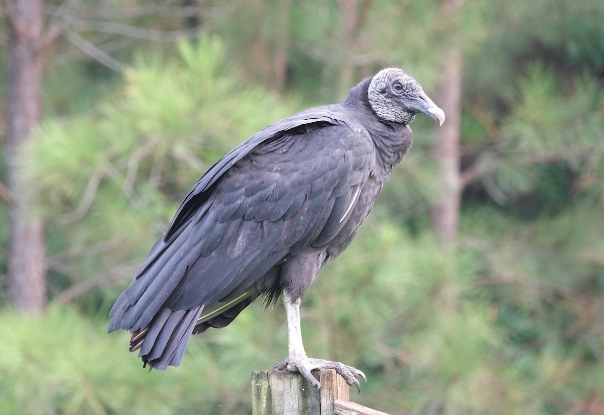 Black Vulture - ML475109761