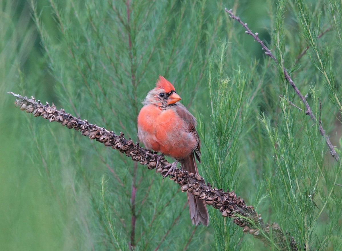 Northern Cardinal - ML475110071