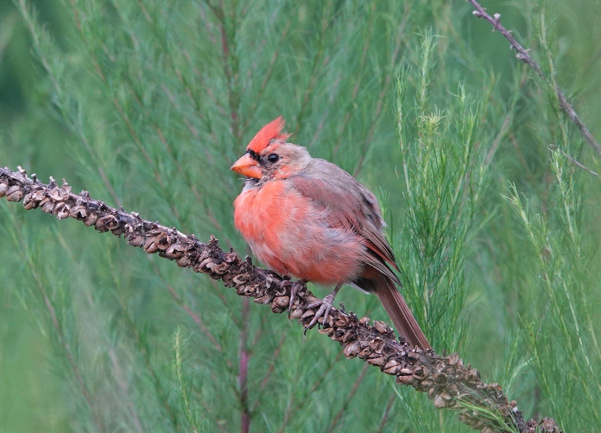 Northern Cardinal - ML475110151