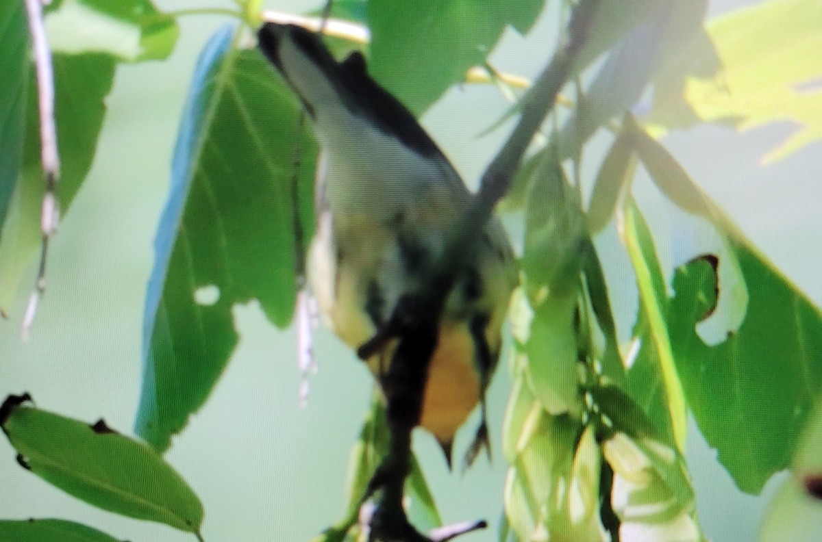 Blackburnian Warbler - ML475111061