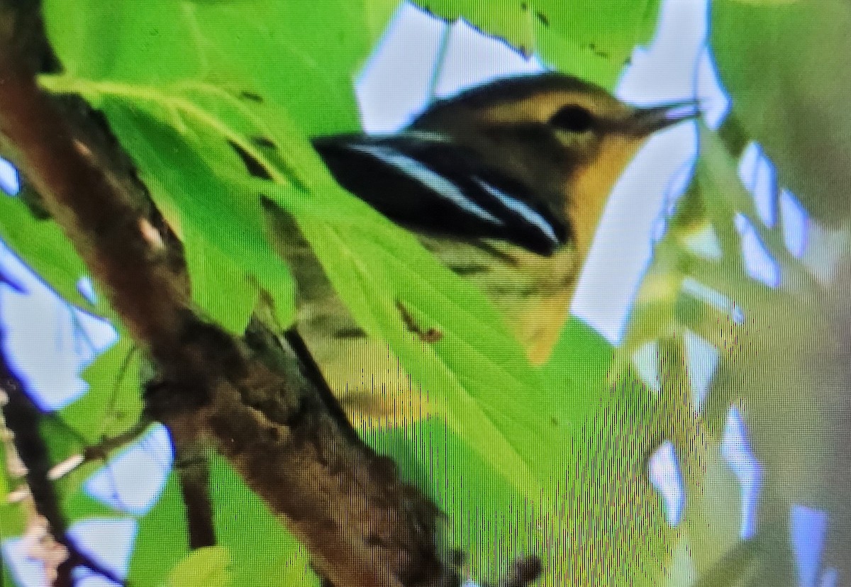 Blackburnian Warbler - ML475111111