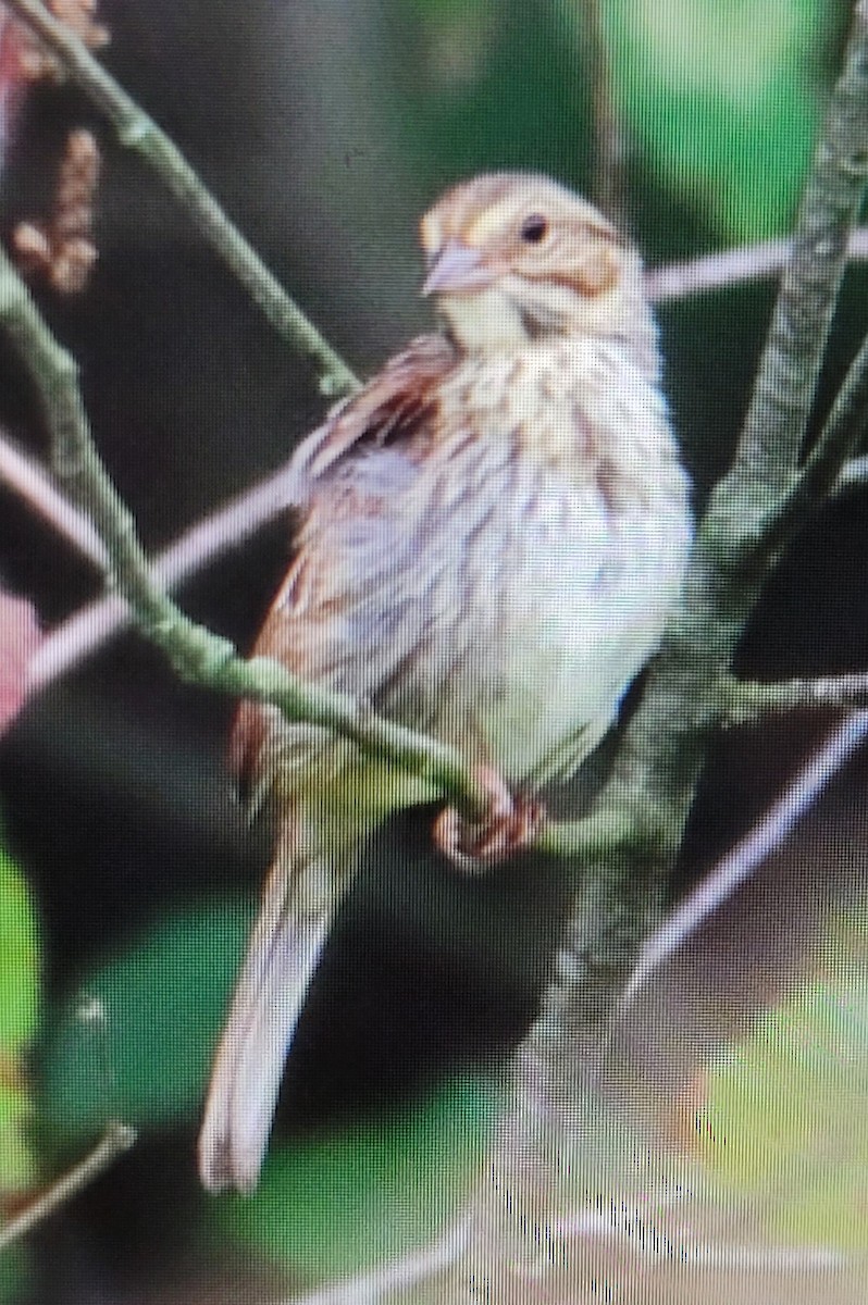 Savannah Sparrow - ML475111231