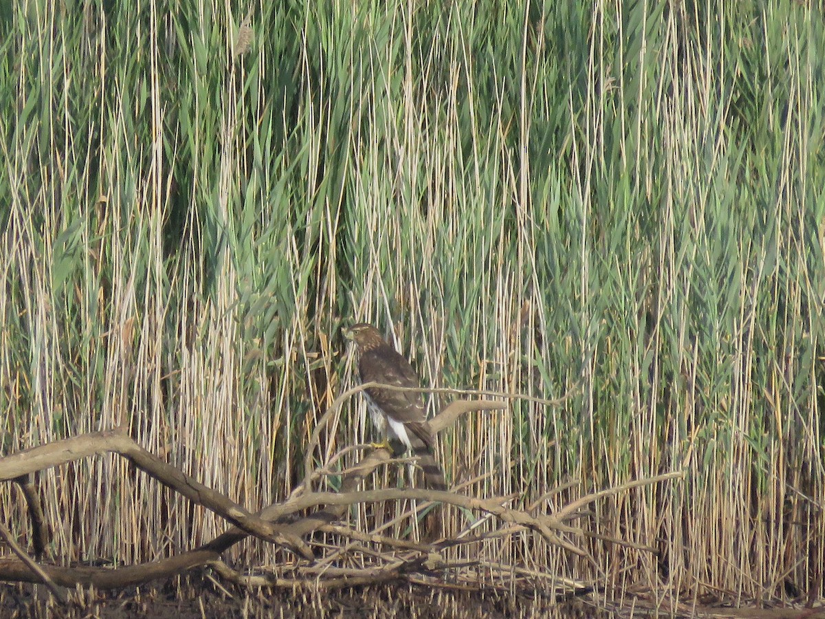 Cooper's Hawk - ML475112341