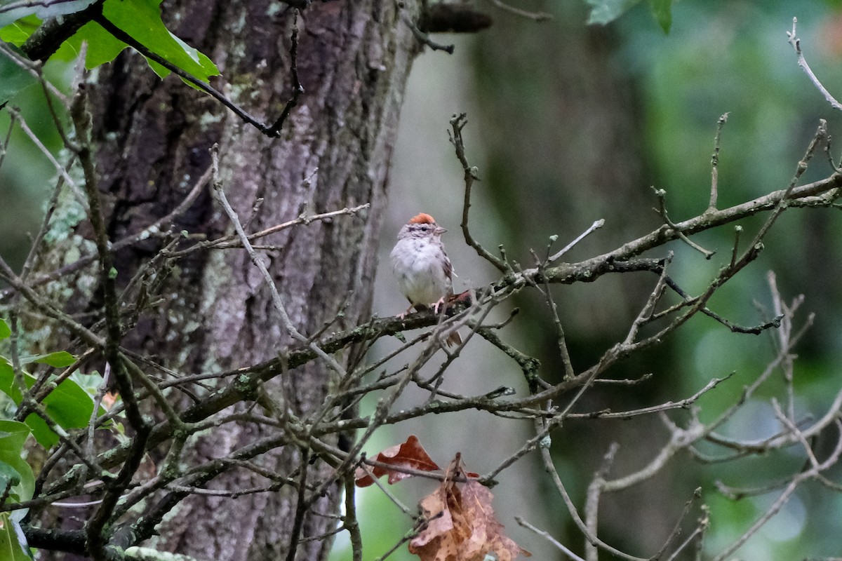 Chipping Sparrow - ML475113131