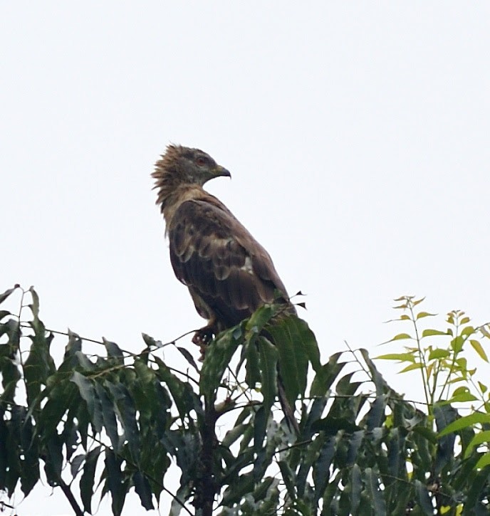 Oriental Honey-buzzard - Prasenjit Banerjee