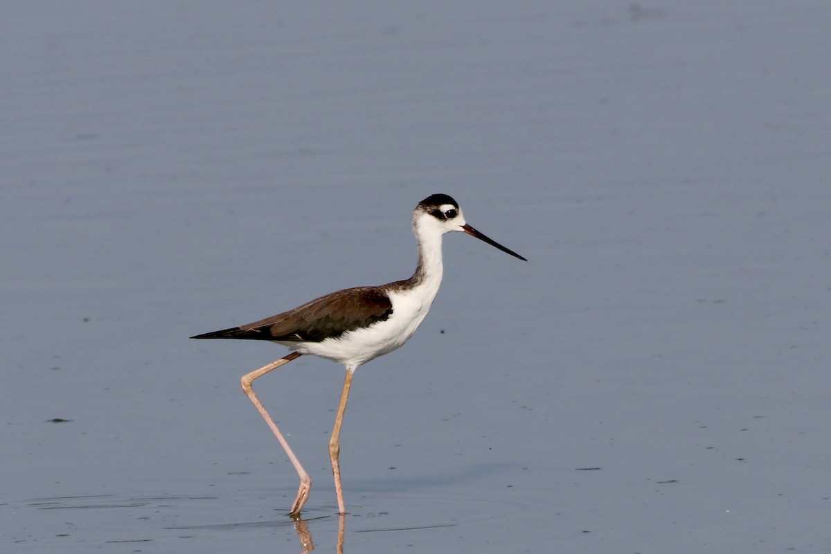 Black-necked Stilt - Cullen Brown