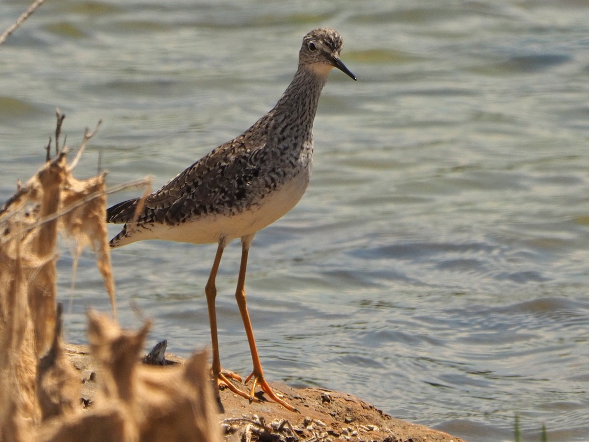 Wood Sandpiper - ML475114821