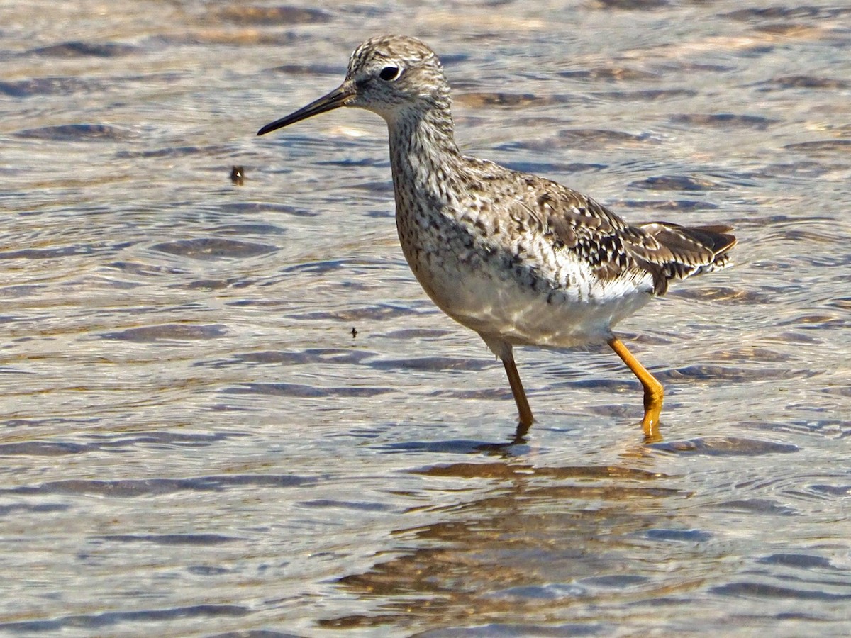 Wood Sandpiper - ML475114851