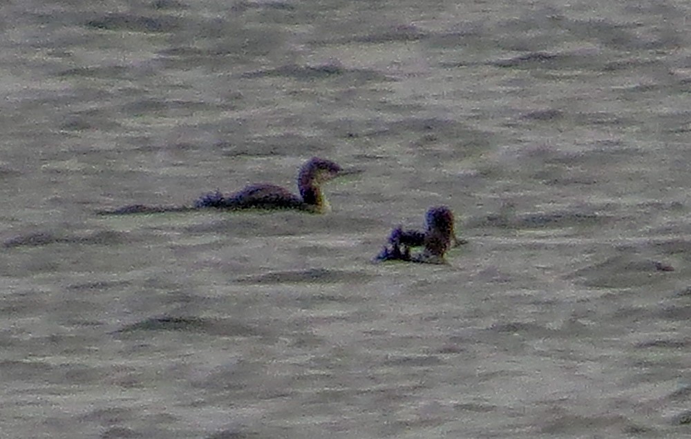 Pacific Loon - ML47511821