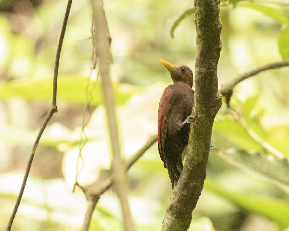 エビチャゲラ - ML475118691