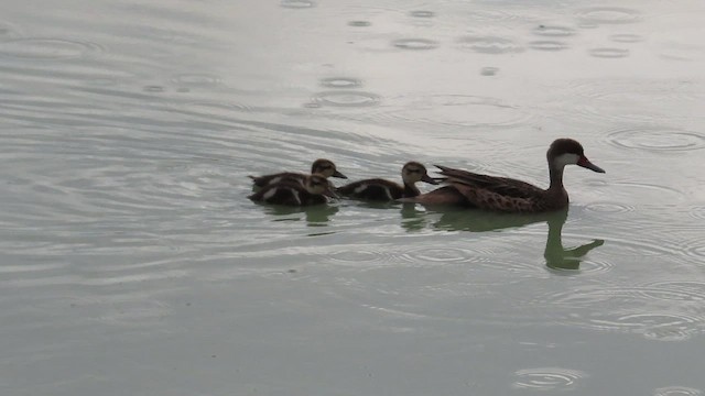 White-cheeked Pintail - ML475119851