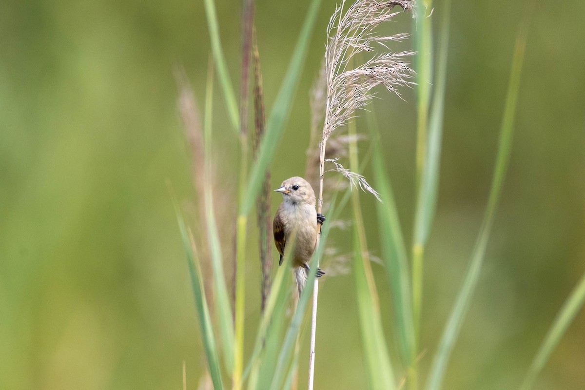 Eurasian Penduline-Tit - ML475120041